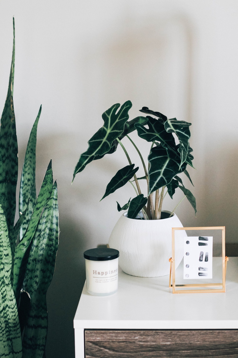 green color, brown, wooden, publication, white color, nature, home interior, plant part, potted plant, 5K, white, green, table, indoor, growth, wall - building feature