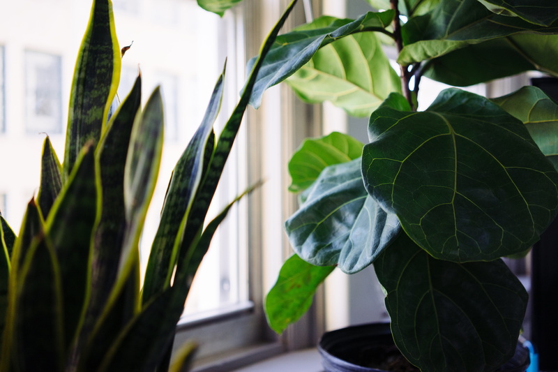 indoors, indoor plants, day, houseplant, focus on foreground, plant part, fragility, vulnerability, bokeh, snake plant, fig leaf, close-up, window, potted plant