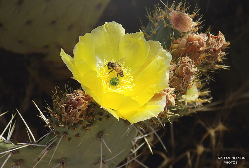 fragility, plant, yellow, nature, closeup, plants, flower head, flowers, springtime, cactus, freshness, close-up, growth, bees, invertebrate, inflorescence