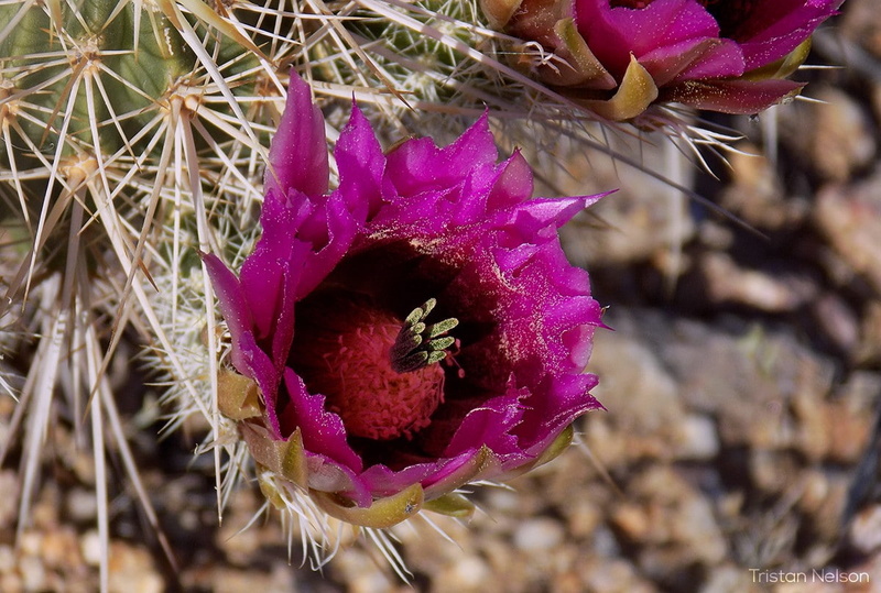 flowers, growth, springtime, no people, freshness, inflorescence, purple, succulent plant, nature, cactus, petal, pink color, 480P, day, beauty in nature
