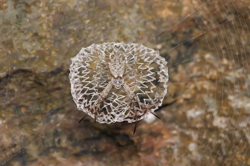 succulent plant, flower head, pattern, growth, high angle view, fragility, animals, 1080P, outdoors, vulnerability, dry, spider web, spider, dead plant