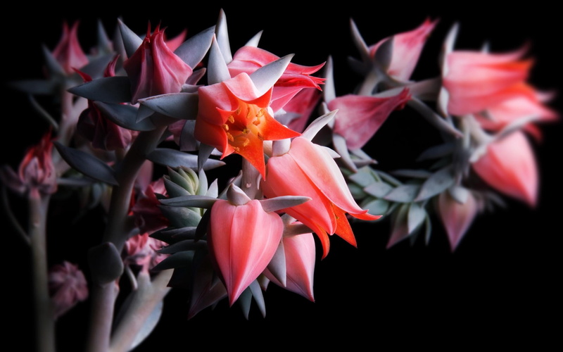 nice, stunnig, 1080P, beautiful, cactus, flowers, 3d and abstract, black