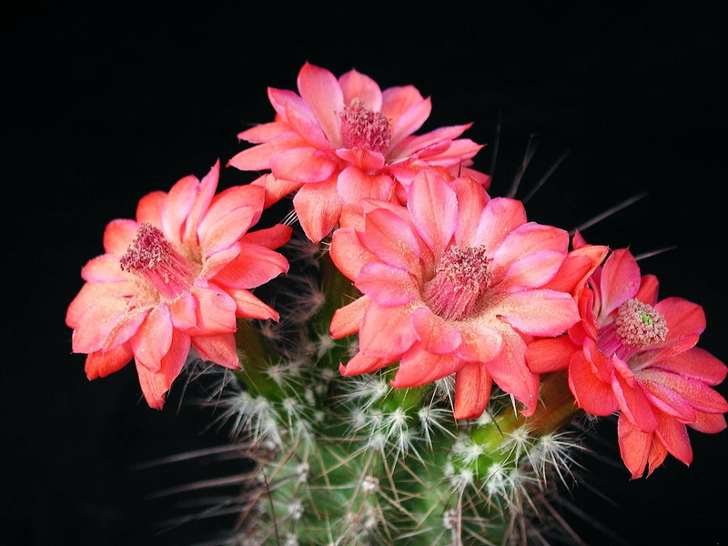 flower arrangement, petal, petals, Flowers, cactus flowers, blossom, succulent, no people, close-up, red, freshness, Plant, inflorescence, indoors, fragility