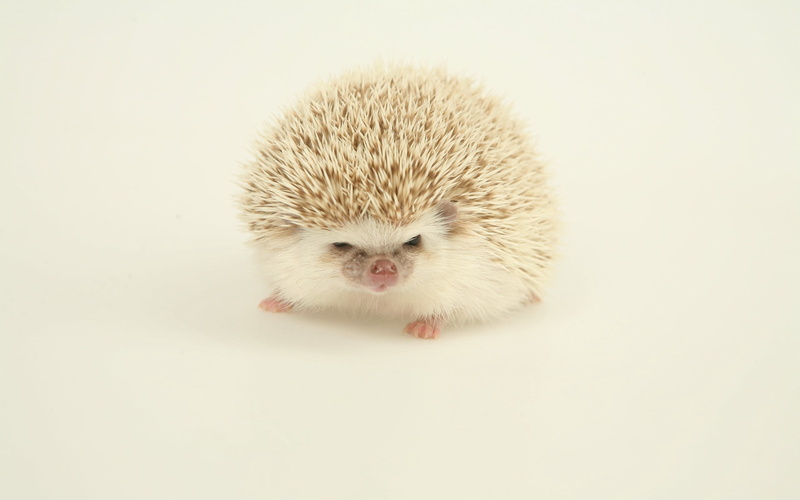 animal themes, animal wildlife, porcupine, fluffy, brown, small, one Animal, indoors, rodent, cute, white, pets, mammal, domestic, nature, copy space, studio Shot