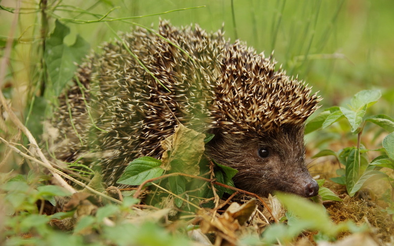 spines, no people, land, bristle - Animal Part, 1080P, small, animal themes, green Color, animal, cute, plant, young Animal, leaf, nature, forest, outdoors