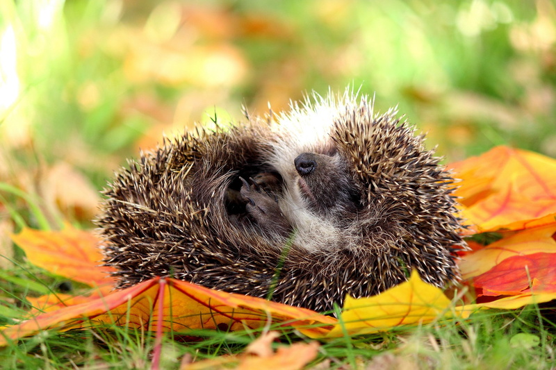 white, Autumn, brown, 2K, hedgehog, Nature, porcupine