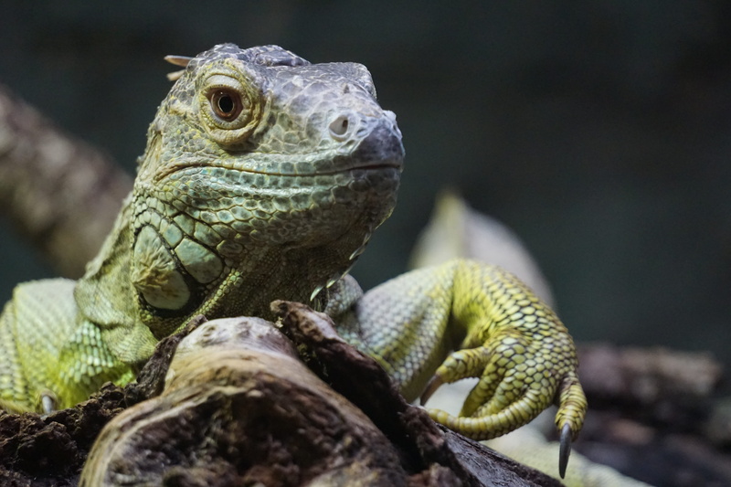 bearded dragon, focus on foreground, lizard, outdoors, chamaeleonidae, one animal, animals in the wild, animal head, animal, turtle, insect eater, iguana