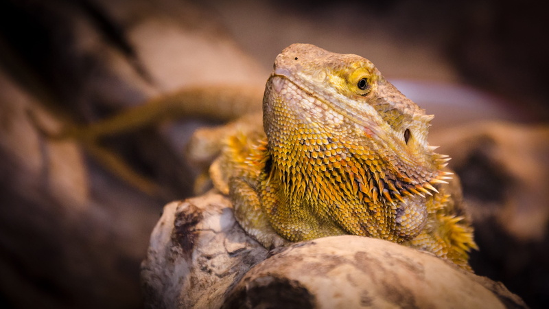 one animal, yellow, australia, animal body part, animal head, bearded dragon, head, agame, iguana, schuppenkriechtier, animal scale, travel, outdoors, animal eye