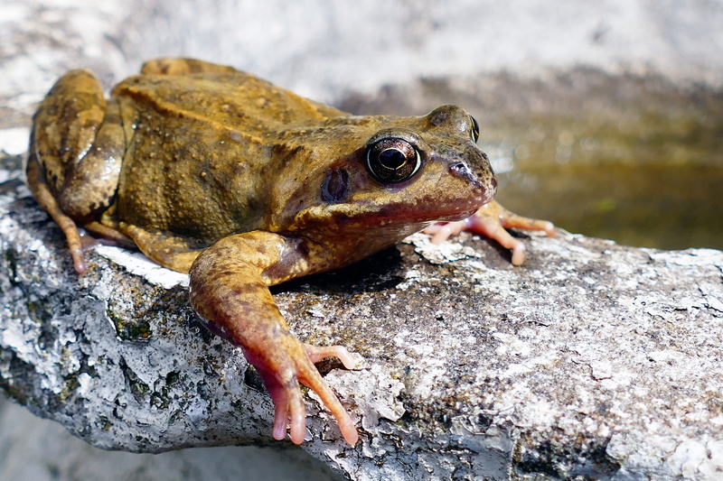 5K, close, look, reptile, side view, creature, frog, small, no people, solid, pond, reptilian, biology, natural, animals in the wild, portrait, macro