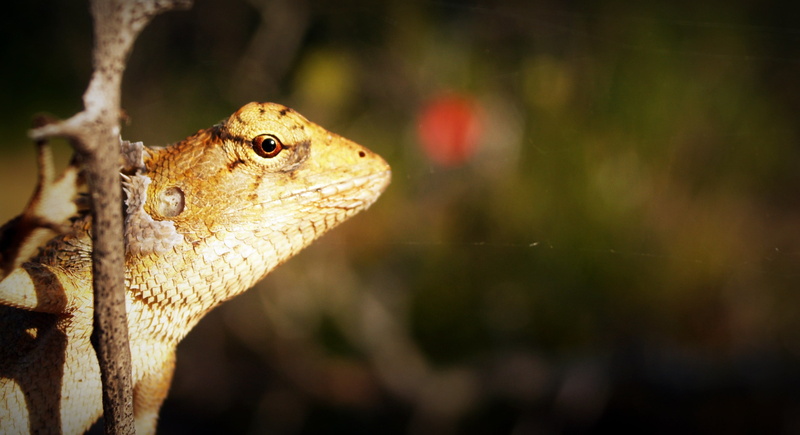 green, eye, mouth open, vertebrate, animal themes, tree, side view, nature, one animal, lizard, background, dragon, details, macro, plant, animal scale