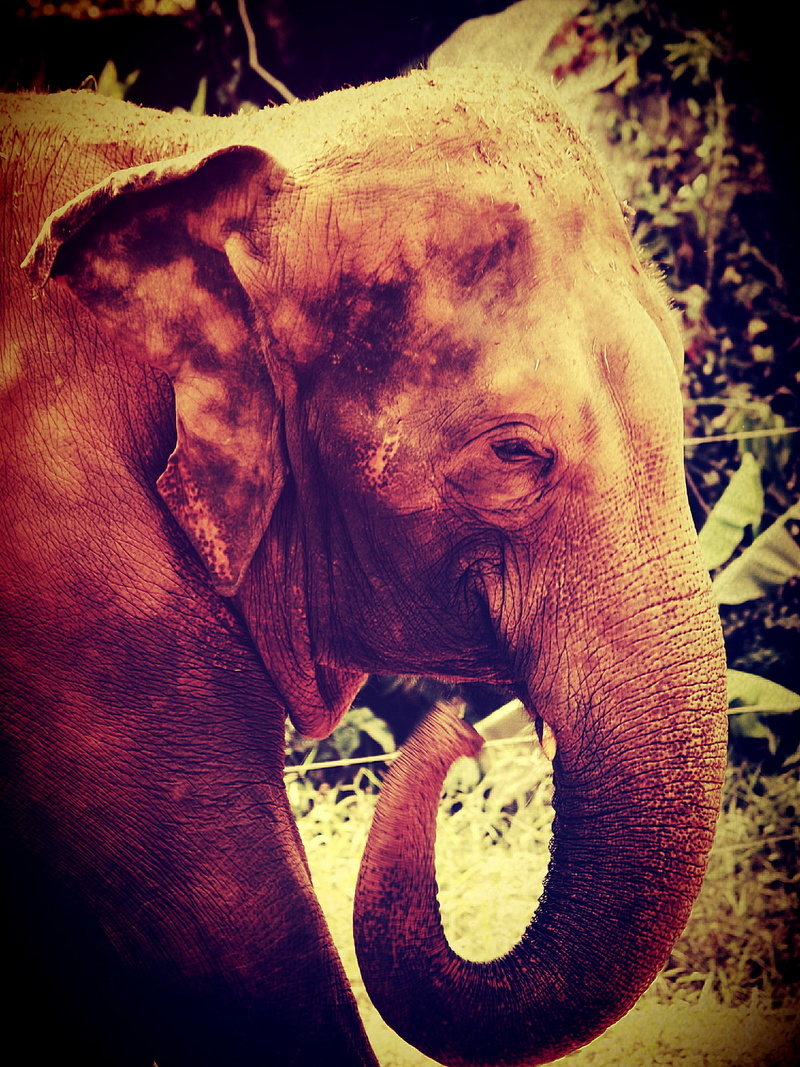 big, domestic animals, resting, mammal, wise, jungle, one, strong, profile, ear, skin, large, wild, feed, face, look, texture, elephant, animal body part
