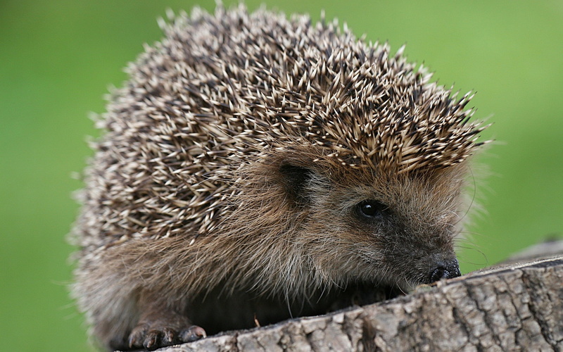 small, 2K, hedgehog, spines
