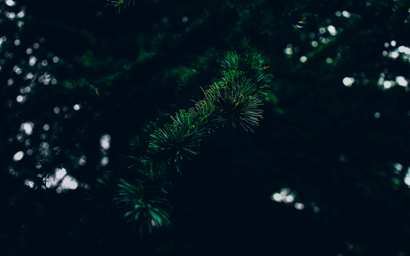 spruce Tree, christmas Tree, fir Tree, plant part, spiky, beauty in nature, season, growth, no People, green, outdoors, plant, needle - Plant Part, tranquility