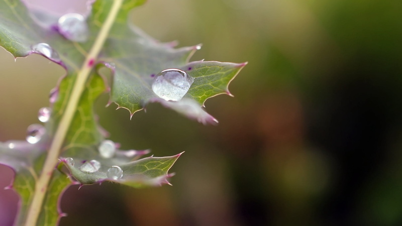 outdoors, fragility, no people, day, selective focus, green color, vulnerability, green, plant part, rainy season, water, dew, purity, leaf, beauty in nature