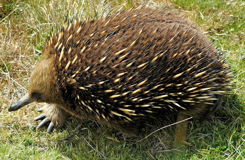 animals in the wild, nature, day, hedgehog, land, echidna, vertebrate, porcupine, close-up, field, plant, walk, animal, animal wildlife, one animal, animal themes
