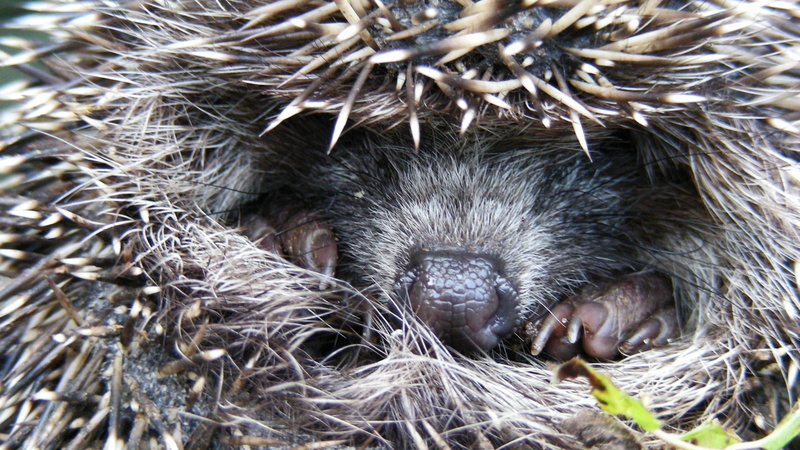 porcupine, animals And Pets, plant, outdoors, nature, paws, cute, hedgehog, snout, animal Nose, resting, spines, no People, nose, eyes closed, animals In The Wild