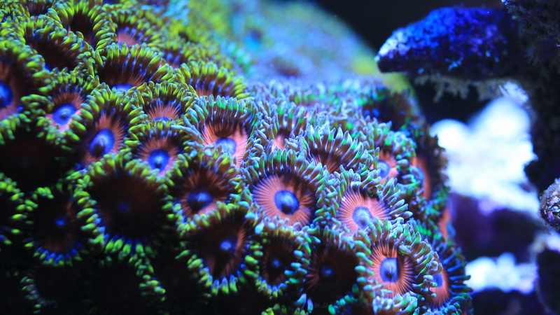 aquarium, saltwater fish, animal themes, animal wildlife, animal, water tank, water, marine, invertebrate, sea, purple, coral, animals in the wild, nature