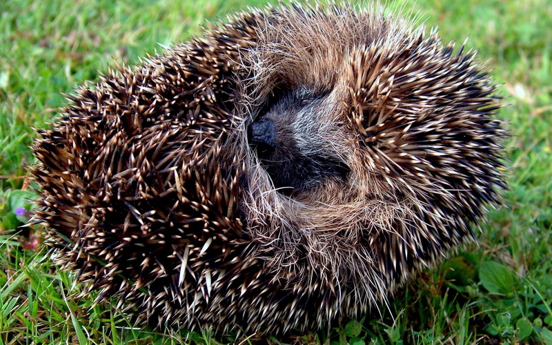 rodent, hedge, hair, brown, land, snout, field, spines, mammal, 1080P, young Animal, bristle - Animal Part, lie, outdoors, small, animal wildlife, animals In The Wild
