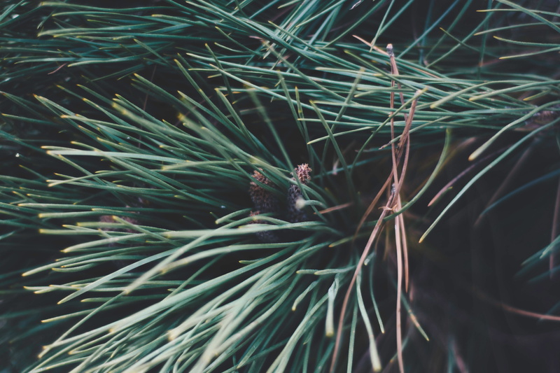 animal wildlife, reef, plant, selective focus, pine tree, spiky, day, green, animals in the wild, nature, leaf, branches, backgrounds, full frame, no people