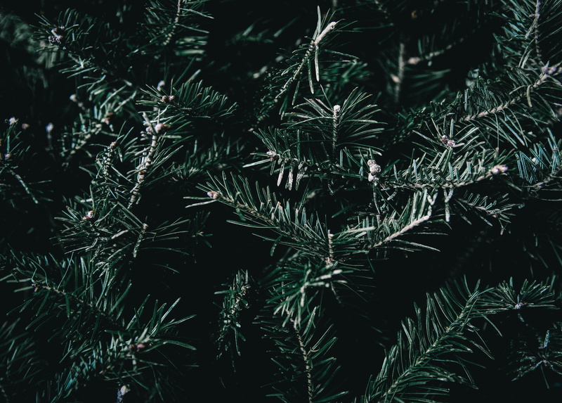 growth, plant part, close-up, green color, foliage, nature, needle - plant part, beauty in nature, branches, backgrounds, outdoors, spines, full frame