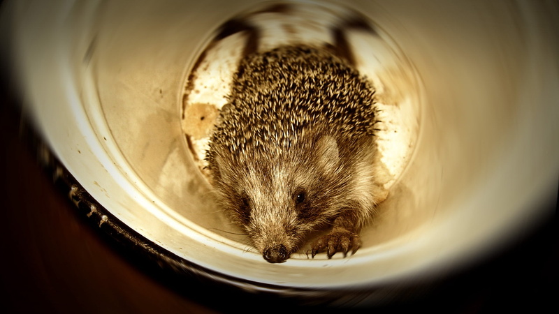 pets, indoors, vertebrate, no People, wildlife, animal themes, 1080P, spines, animal, rodent, drink, whisker, animal head, selective focus, small, domestic