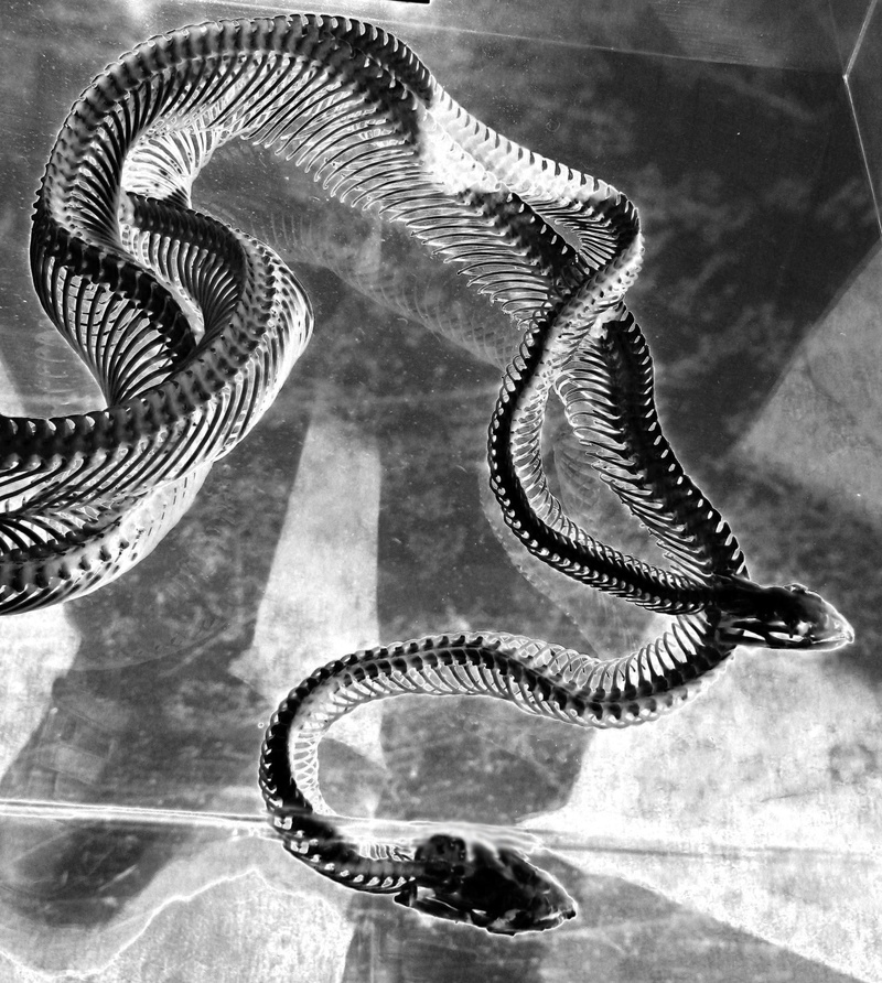 vertebrae, vertebrate, indoors, day, one animal, mating, solarization, spiral, animals in the wild, animal themes, high angle view, bones, skeleton, no people
