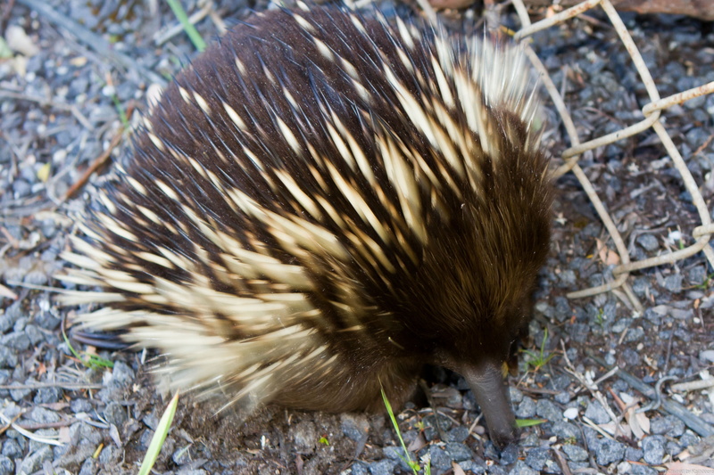 wildlife, outdoors, no people, 4K, nature, spines, animals In The Wild, animal wildlife, field, day, high angle view, nose, echidna, brown, young animal