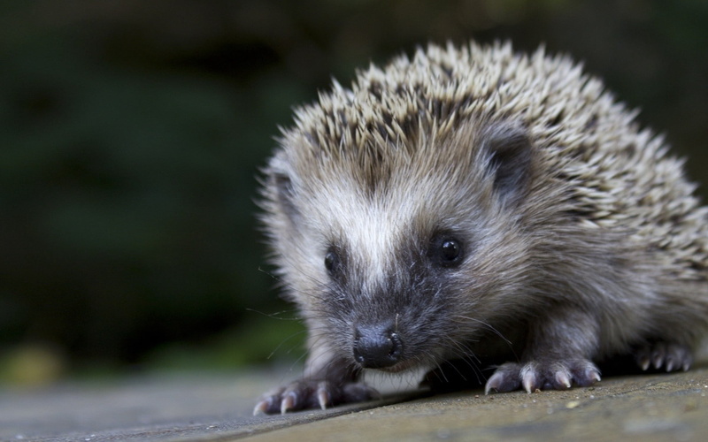 whisker, 1080P, day, muzzle, vertebrate, animal themes, porcupine, outdoors, animal Spine, small, rodent, hedge, otter, looking, one Animal, portrait