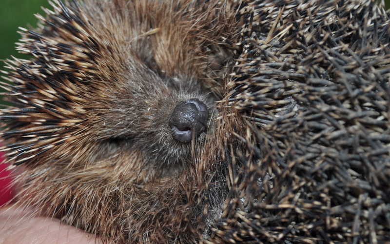 bristle - Animal Part, day, hair, spines, snout, cute, close-up, animal Nose, nature, animal head, animal body part, no people, porcupine, coil, animal wildlife