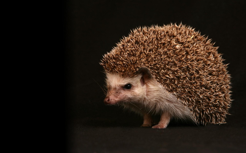 cute, picture, hedgehog, animal, animals, 1080P