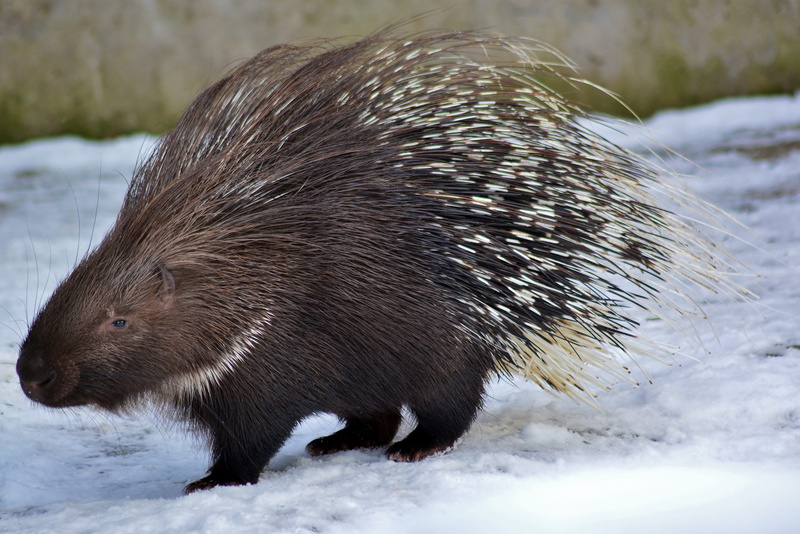 close-up, 5K, animals in the wild, outdoors, frozen, porcupine, zoo, nature, vertebrate, side view, whisker, cold temperature, rodent, focus on foreground