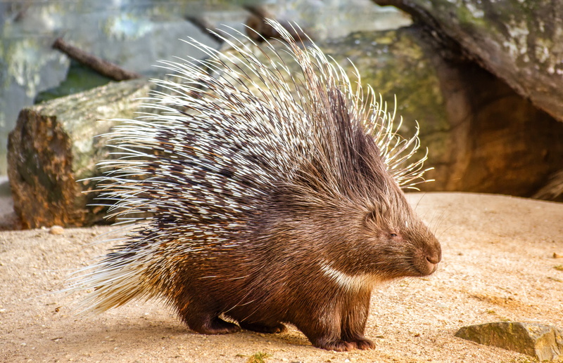 Wildlife, Porcupine, Animal, 4K