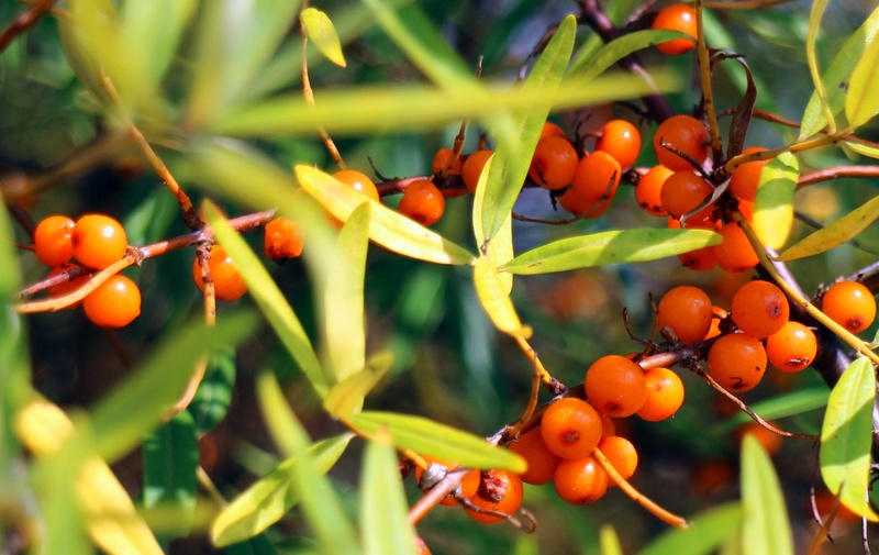 hedge, fruits, day, tree, leaf, periwinkle, sea buckthorn, no people, birds bosk, ripe, berry fruit, healthy eating, freshness, ornamental shrub, 2K, evergreen bush