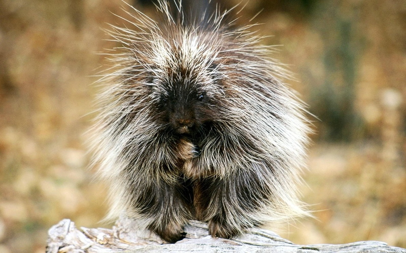 Porcupine, 1080P, Animal