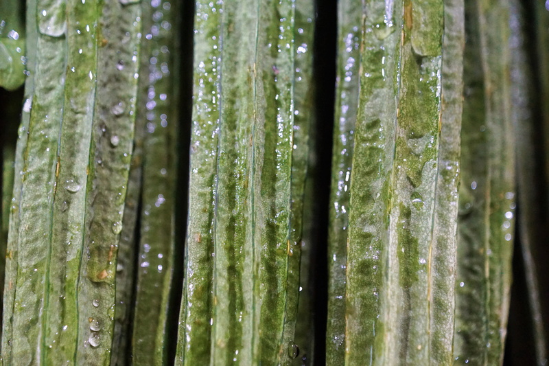 shell, vegetables, agriculture, application, backgrounds, bamboo, food, health, winter, nature, no people, garden, tropical, nutrient, pattern, wellbeing