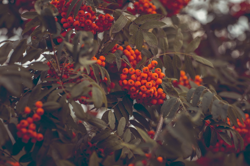 fruit, rowanberry, plant part, outdoors, no people, healthy eating, food, nature, day, beauty in nature, rowanberries, berry Fruit, many, green, branch