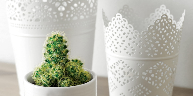 tea, cactus, food and drink, close-up, food, green color, indoors, pot plants, potted plant, flowerpot, plant, healthcare and medicine, herb, event, houseplant