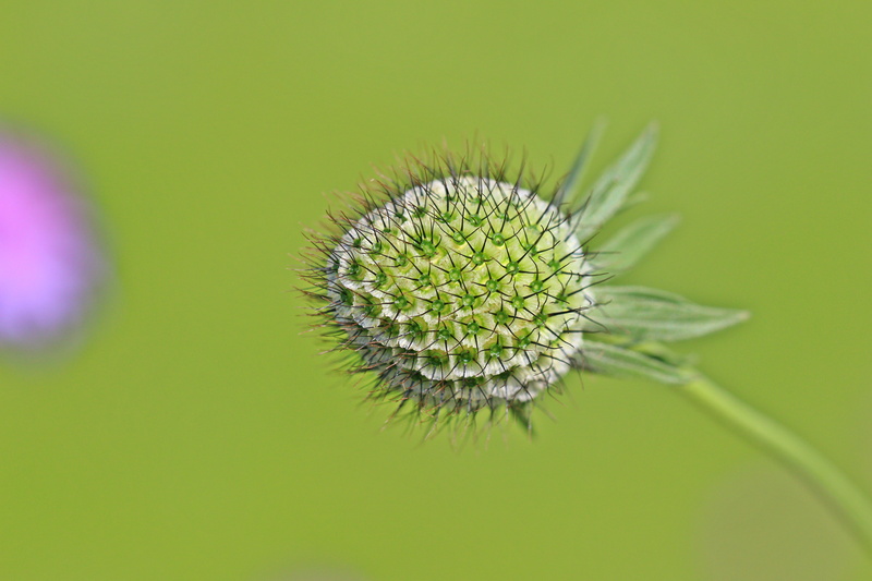 green Color, Canon  EOS, f/2, close-up, Focus, Bokeh, Flickr, Makro, Special, summer, Macro, detail, Isolation, photo, Plant, bright, USM, Prickly, background