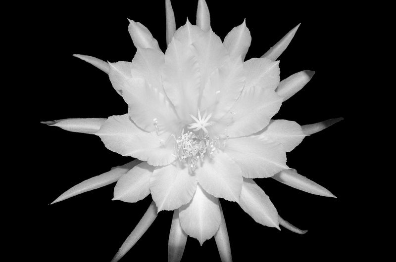 black Color, water, nature, inflorescence, macro, desert plant, flower Head, flora, single Flower, ornamental plant, pollen, close up, prickly, vulnerability