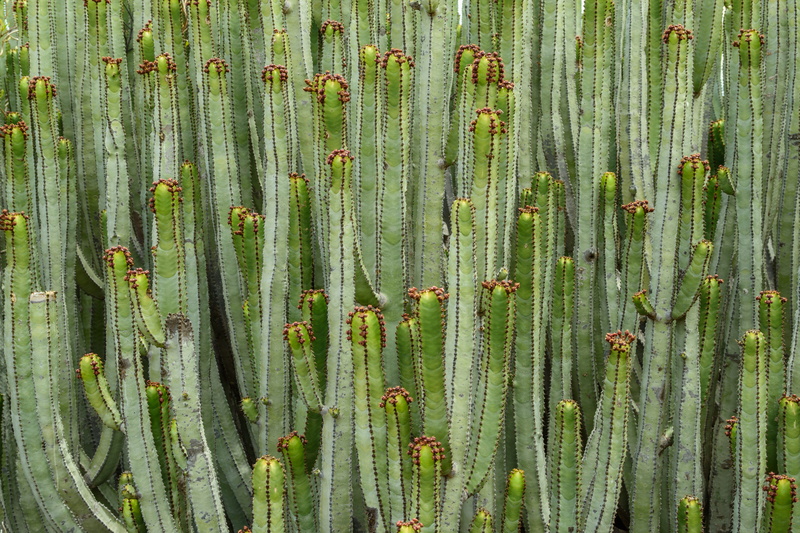 nature, beauty in nature, no people, freshness, growth, pattern, outdoors, green color, directly above, full frame, repetition, plant, backgrounds, tenerife