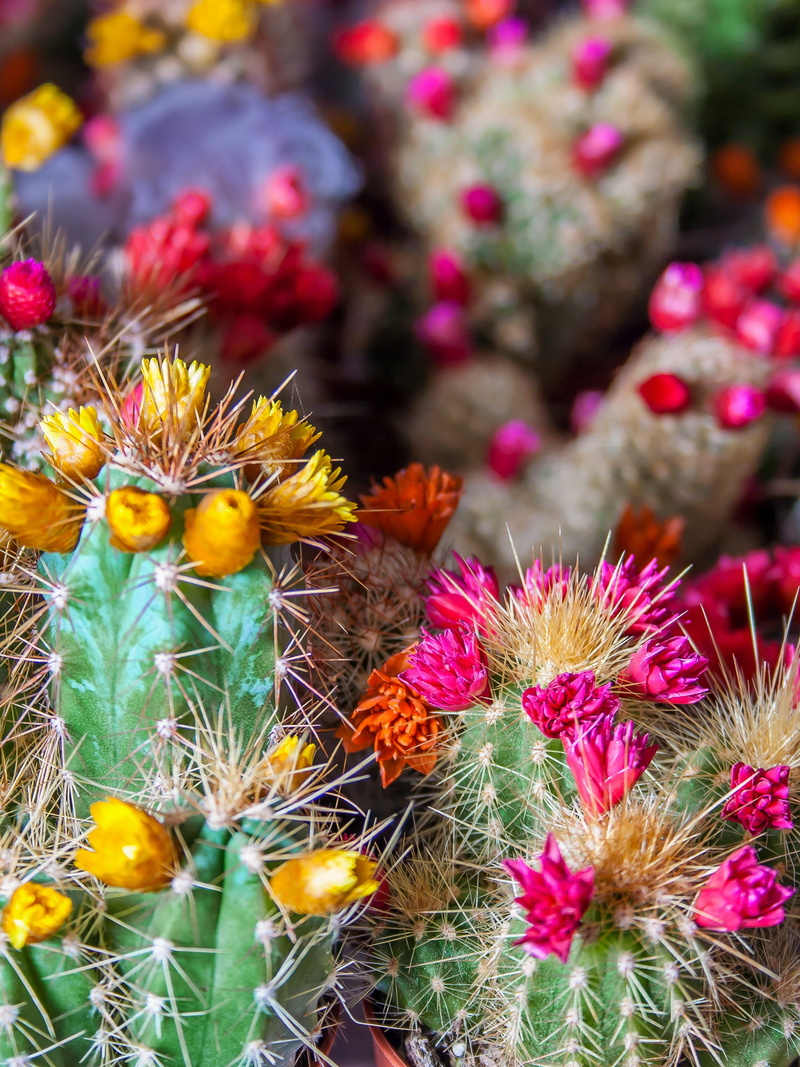 cactus, cactus flower, nature, prickly, thorn, flora, sting, photo, beauty in nature, bloom, spiked, sharp, vulnerability, close-up, flowering plant, green