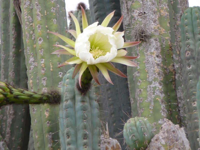outdoors, desert, freshness, flower head, Cacti, spiked, day, petal, close-up, green color, san pedro, thorn, inflorescence, fragility, 2K, white color