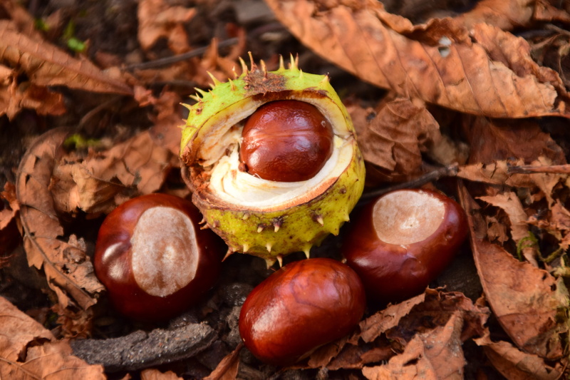 dry, close-up, leaf, nut, Forest Floor, buckeye, freshness, autumn, fruit, healthy eating, spur, Chestnut, chestnut leaves, food, still life, wellbeing