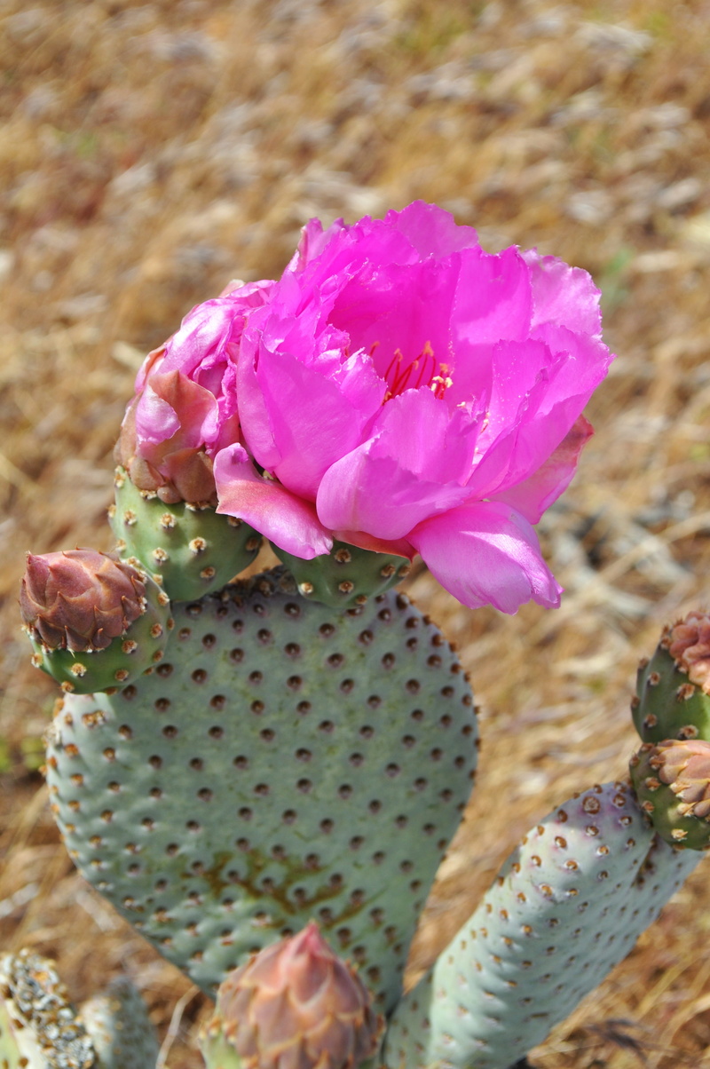 flora, pollen, springtime, flower, flowering plant, pink, succulent, pink color, 4K, outdoors, vulnerability, day, petal, photo, cacti, fragility, cactus