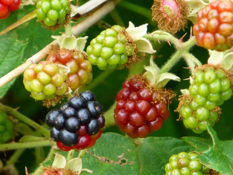plant, blackberry, ripe, leaf, food, prickly, berry fruit, grape, healthy eating, eat, bush, nature, day, food and drink, pick, immature, forest fruit
