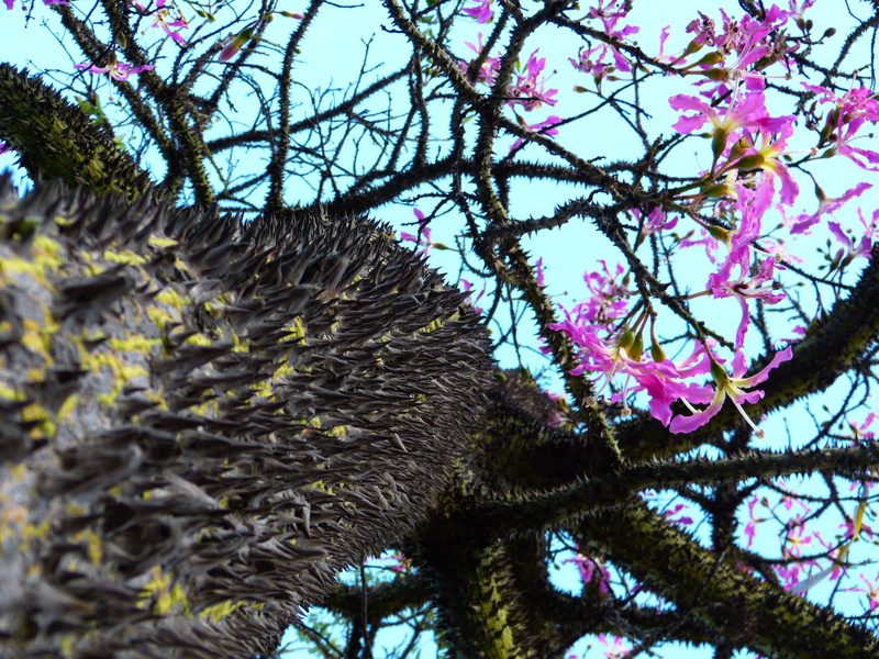 tribe, beauty in nature, prickly, flower, plant, blossom, tree trunk, tranquility, growth, decoration, pochote, sky, no people, day, young tree, tree, trunk