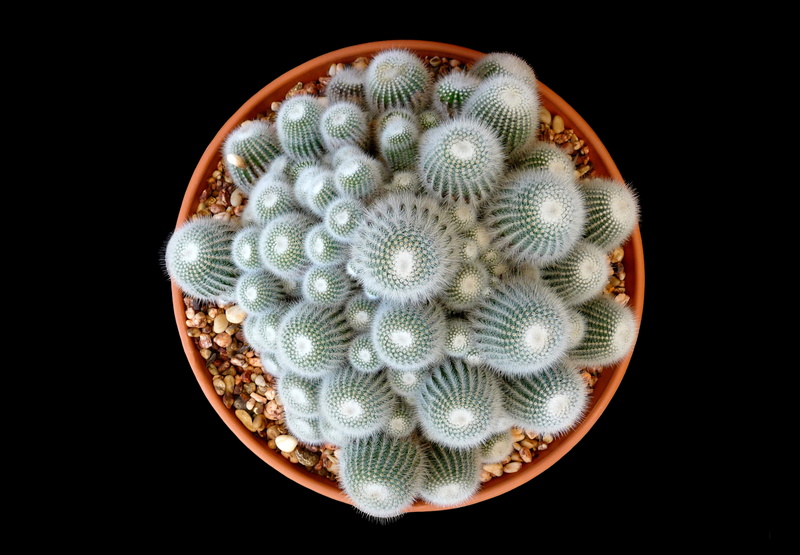 prickly, directly above, indoors, beauty in nature, sharp, high angle view, no people, 5K, cut out, green, pattern, studio shot, succulent, geometric shape