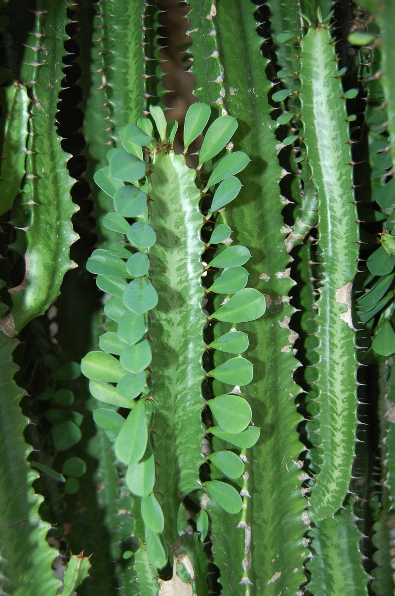 beauty in nature, outdoors, cactuses, cactus, leaf, field, natural pattern, full frame, growth, green Color, spiked, succulent Plant, no people, spiky