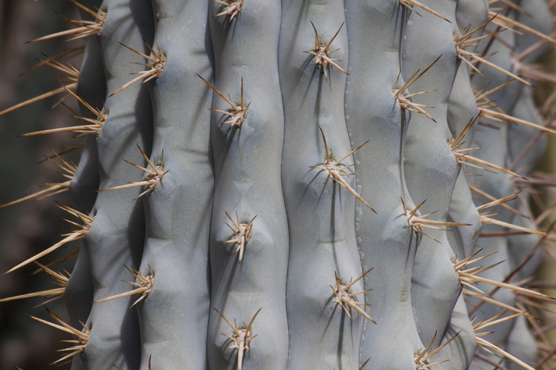 prickly, nature, thorns, 4K, day, thorn, spiky, close-up, growth, sharp, succulent plant, high angle view, flora, outdoors, sign, pointed, close, structure