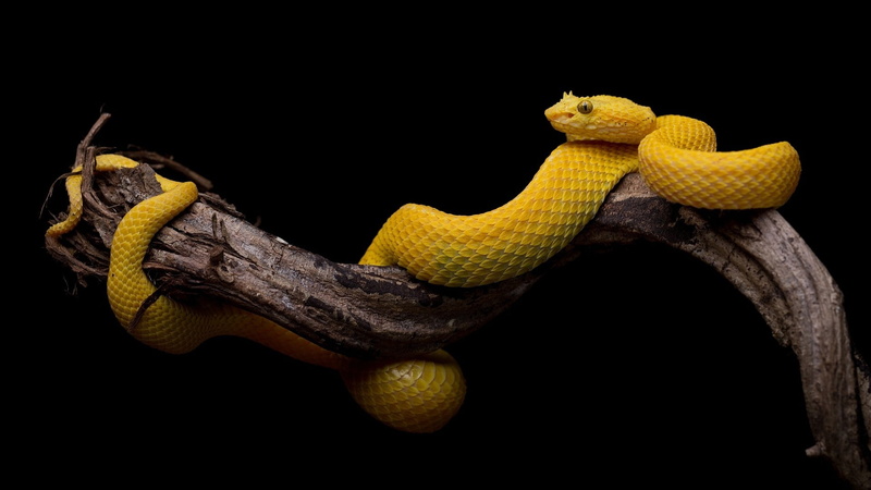 Reptiles, 1080P, Animal, Eyelash Viper, Viper